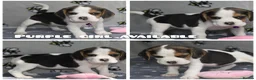 Beagle dogs for sale: Beautiful beagle puppies  - Advert 39
