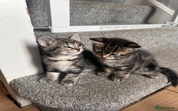Mixed Breed cats for sale: 4 Sweet Healthy Kittens Ready for Loving New Homes - Advert 4
