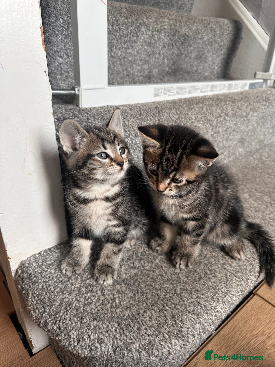 Mixed Breed cats for sale: 4 Sweet Healthy Kittens Ready for Loving New Homes - Advert 4