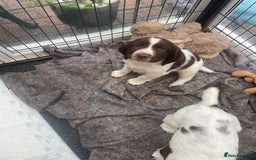 English Springer Spaniel dogs for sale: English springer spaniel kc registered  - Image 14