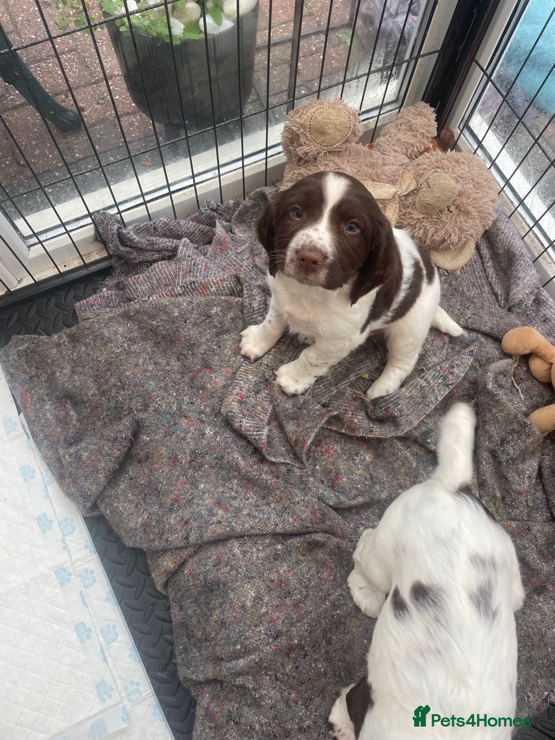 English Springer Spaniel dogs for sale: English springer spaniel kc registered  - Image 14