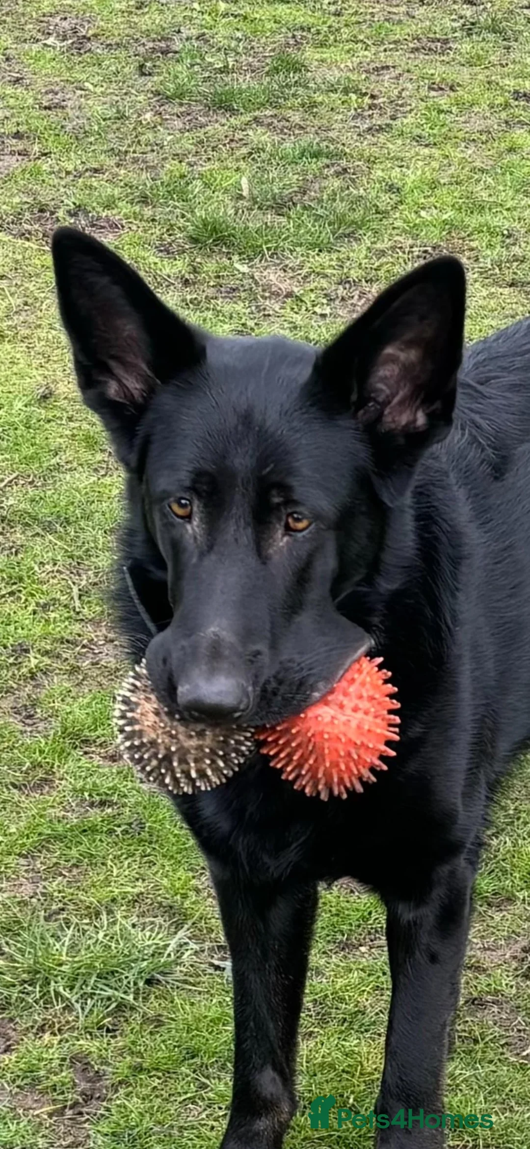 German Shepherd dogs for sale: Laado - gentle loving girl German shepherd in Leicester - Advert 1