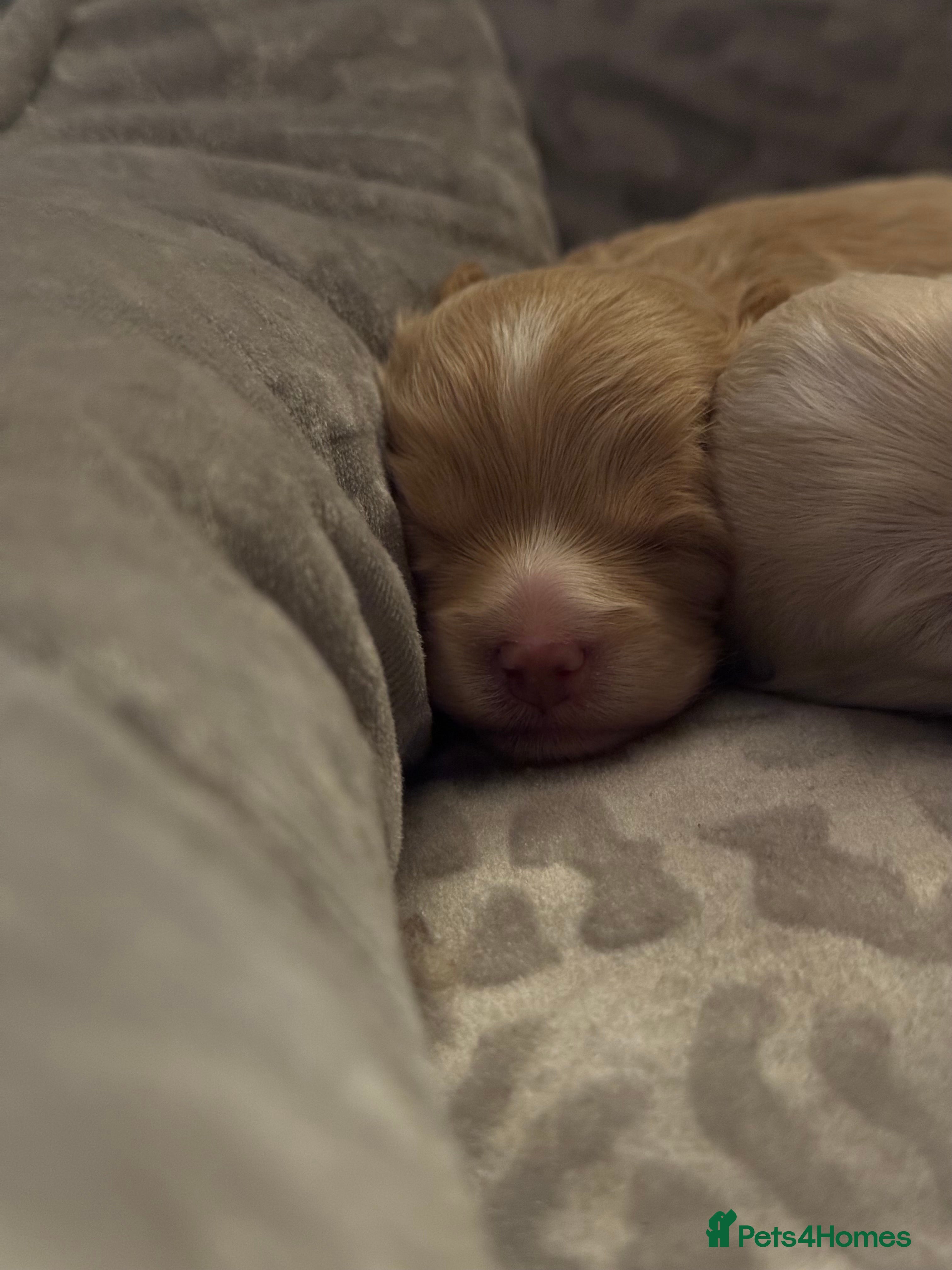 Maltipoo dogs 💗 Maltipoo Puppies – DNA Clear, Family Raised 💗 - Advert 1