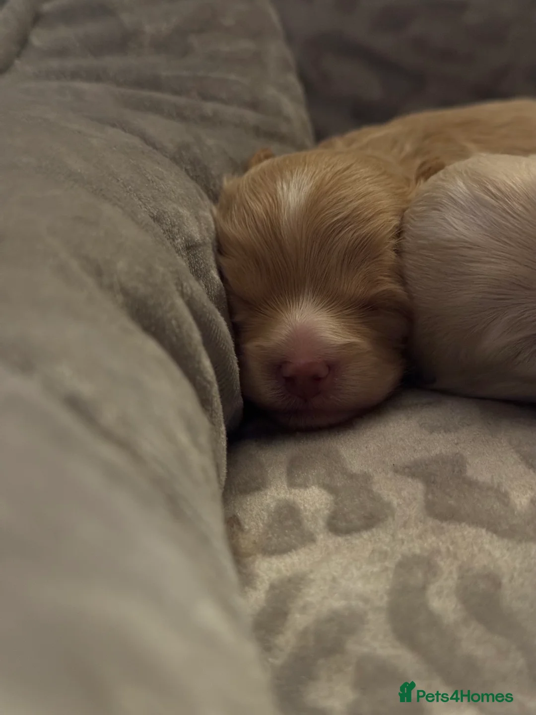 Maltipoo dogs for sale: 💗 Maltipoo Puppies – DNA Clear, Family Raised 💗 - Advert 1