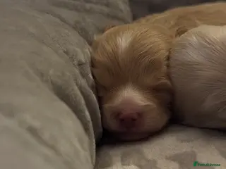 Maltipoo dogs 💗 Maltipoo Puppies – DNA Clear, Family Raised 💗 - Advert 2