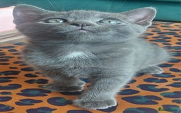 British Shorthair cats for sale: Beautiful grey kittens - ready from 14/9/25 - Image 10