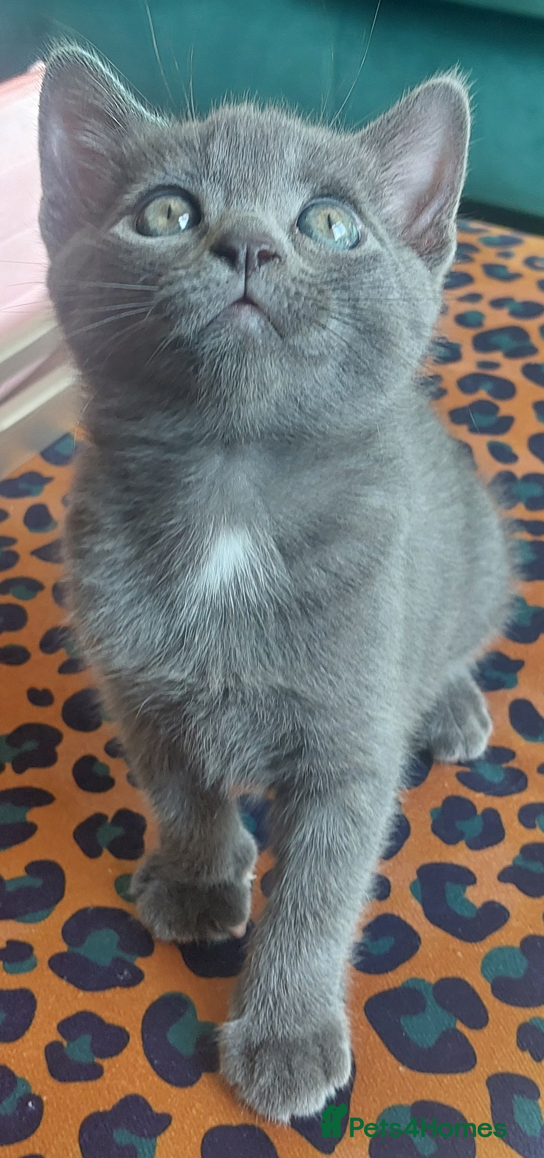 British Shorthair cats for sale: Beautiful grey kittens - ready from 14/9/25 - Image 10