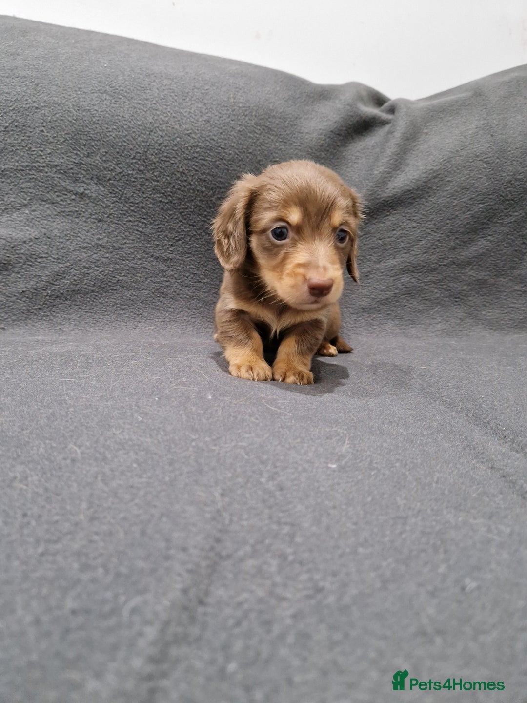 Miniature Dachshund dogs for sale: Quality KC Registered Mini Long-Haired Dachshunds  - Advert 24