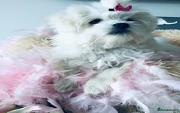 Maltese dogs for sale: Maltese  in Worthing - Image 4