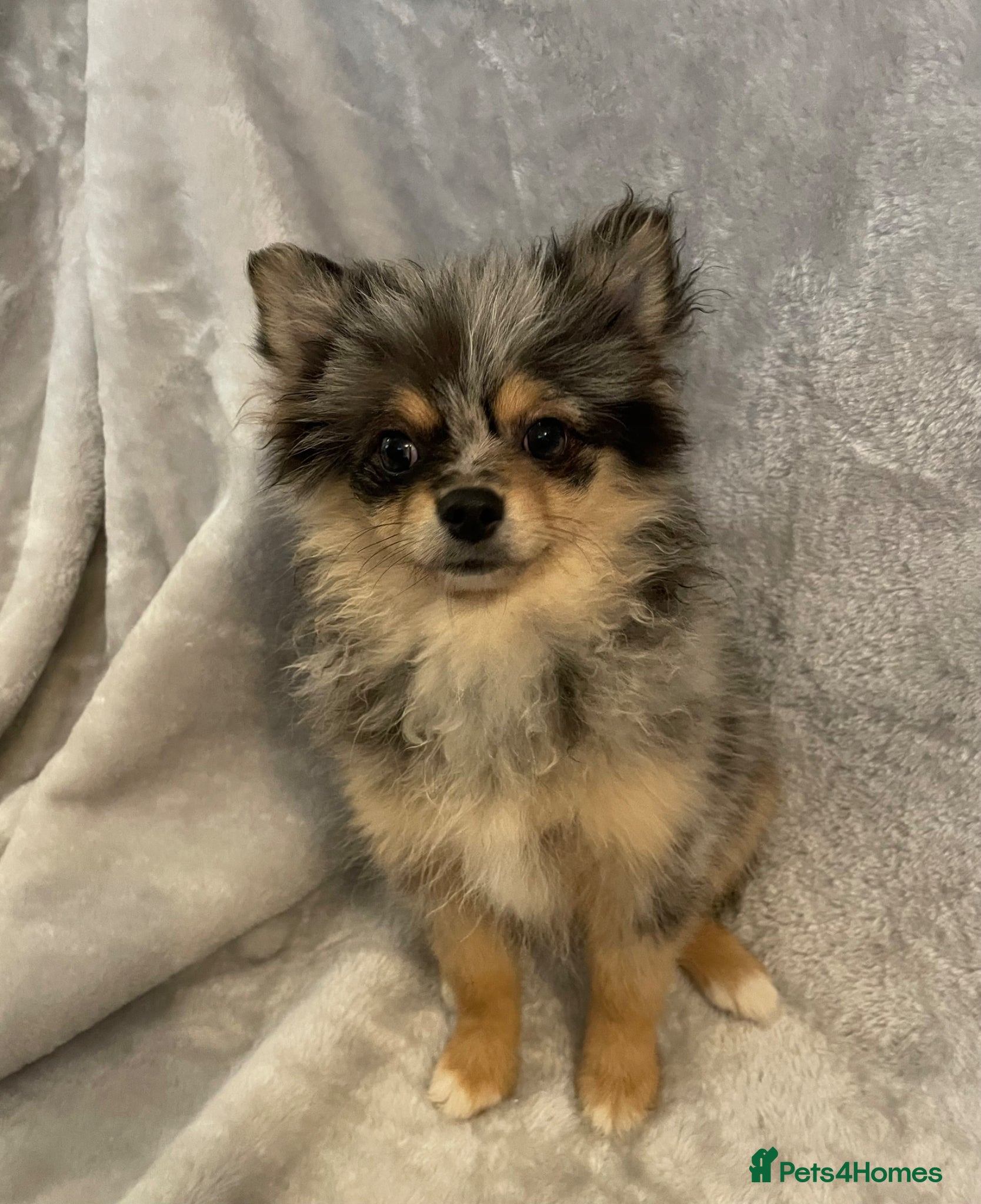 Pomchi dogs for sale: Blue/Tan Merle Girl - Advert 4