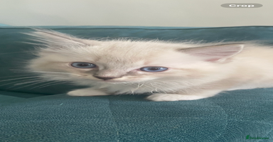 Ragdoll cats - Advert 6