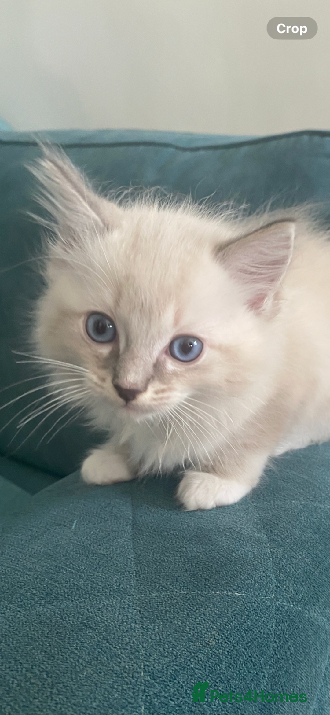 Ragdoll cats for sale: Stunning ragdoll kittens - Image 2