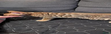 Bengal 1