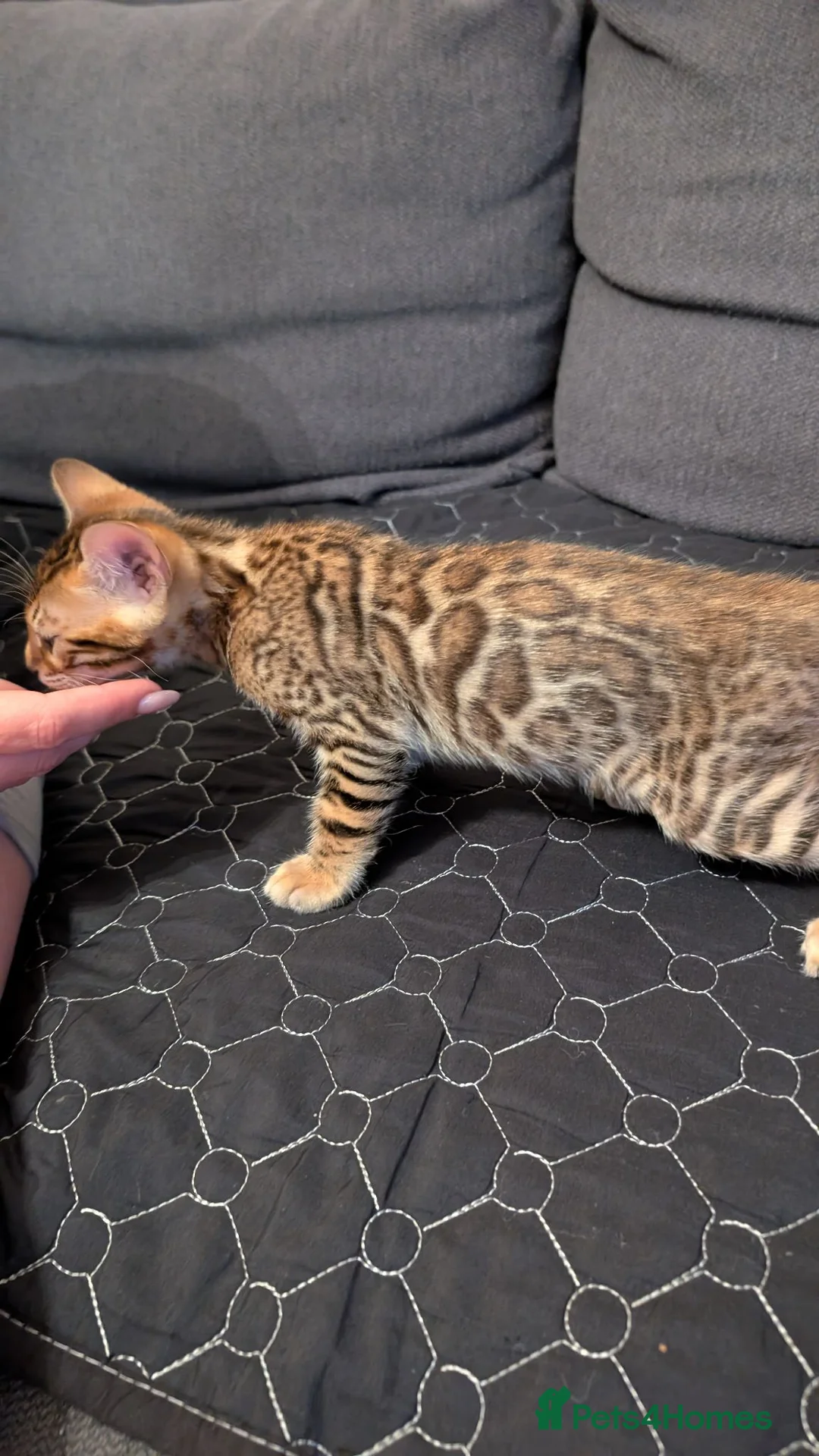 Bengal cats for sale: Stunning Bengal Kittens – Ready now - Advert 2