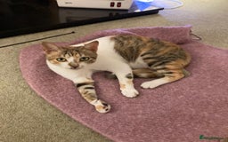 Mixed Breed cats for adoption: PUDDING -INTELLIGENT- CHEEKY GIRL THAT ENTERTAINS - Image 2