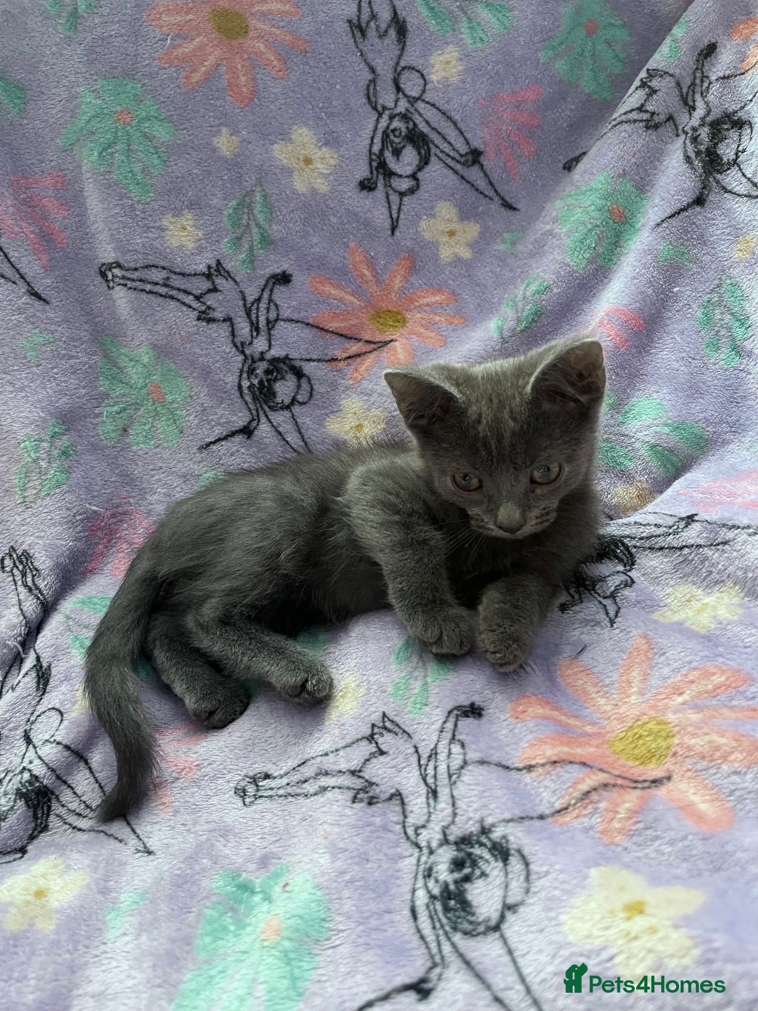 Russian Blue cats for sale: Female Blue Kitten  - Advert 4