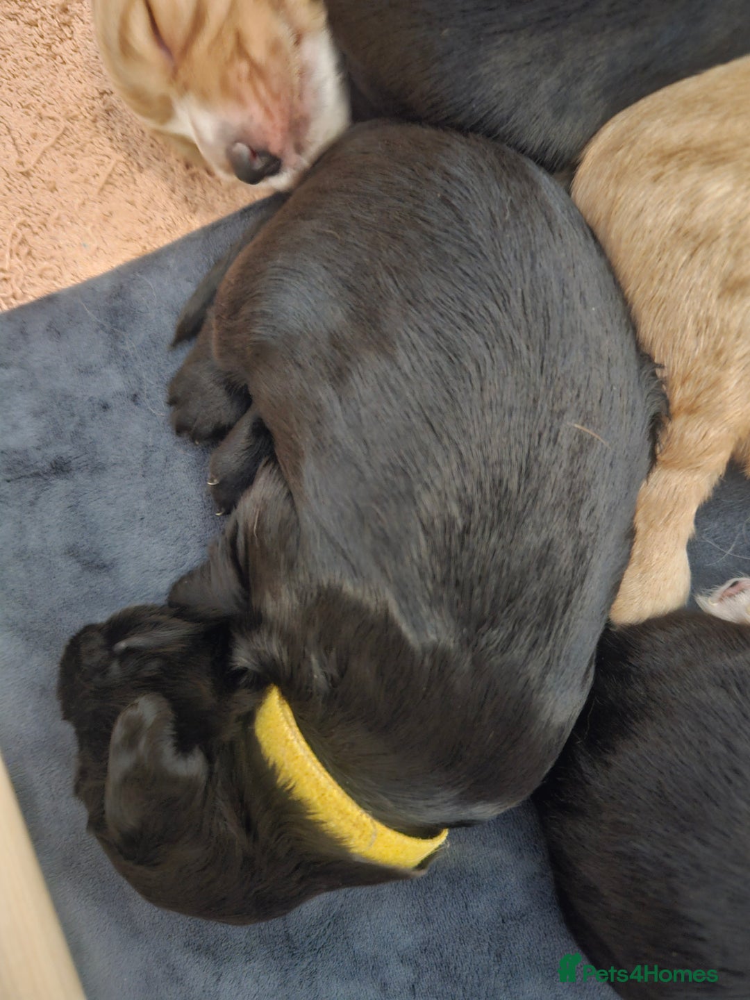 Cocker Spaniel dogs for sale: KC Reg Cocker Spaniel Puppies - Image 5