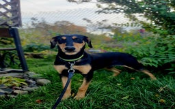 Mixed Breed dogs for adoption: 💖🐶 GERDA 🐶💖 - Image 4