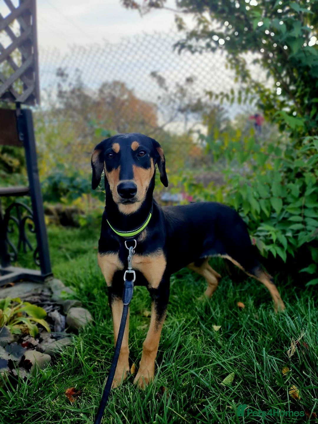 Mixed Breed dogs for adoption: 💖🐶 GERDA 🐶💖 - Image 4