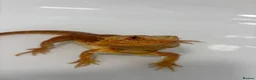 Bearded Dragon reptiles for sale: 2 bearded dragons for sale in Dereham - Advert 8