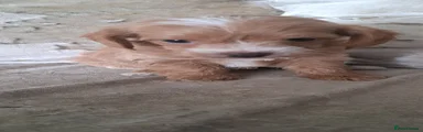 Jackapoo 1