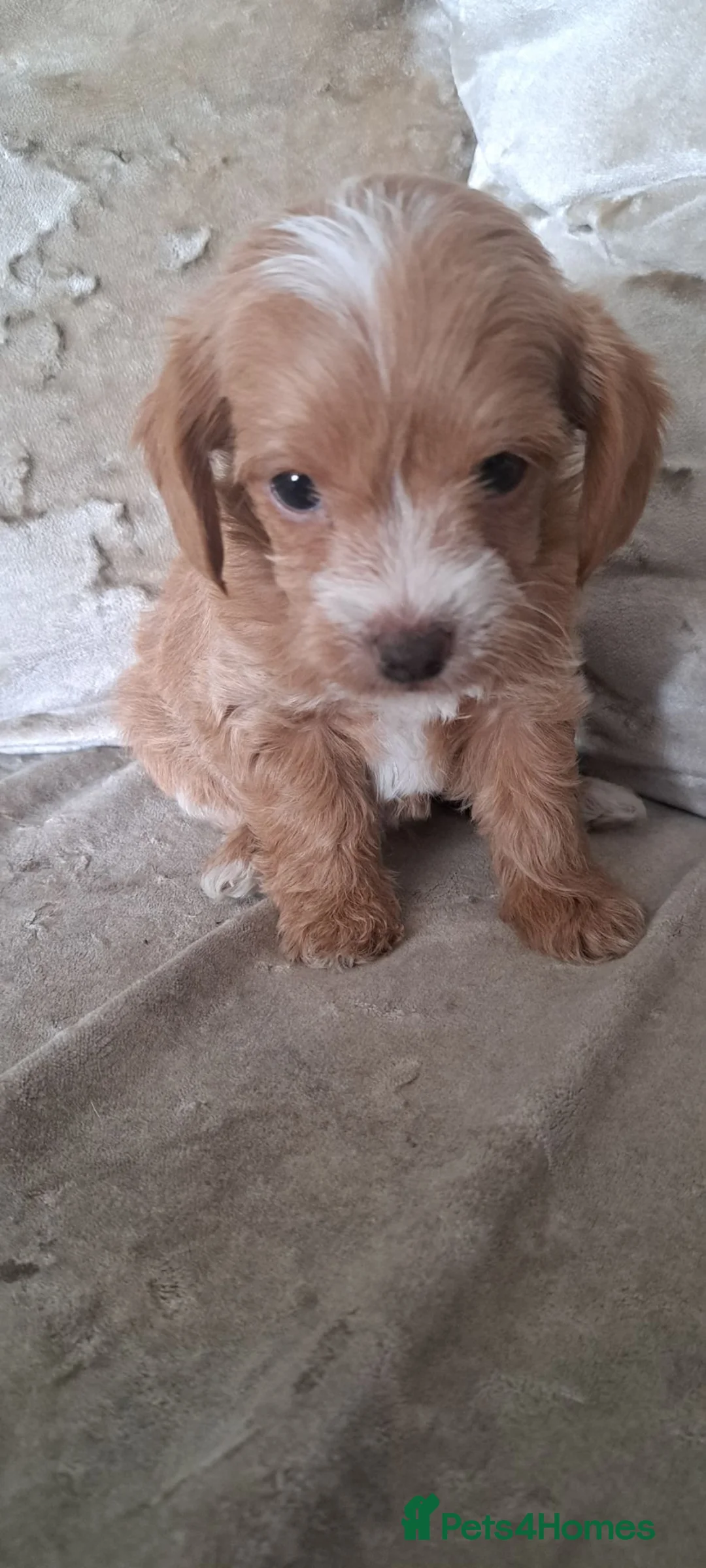 Jackapoo dogs for sale: 6 lovely puppies  in Orpington - Advert 23
