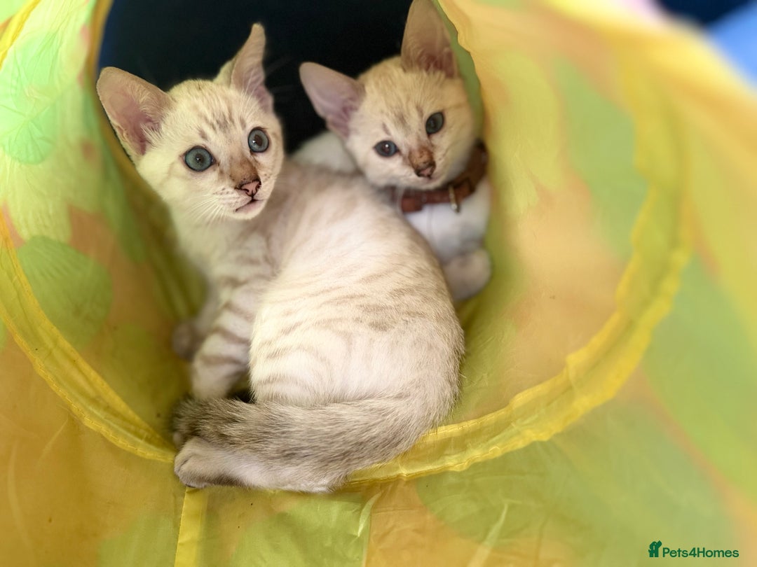 Bengal cats for sale: Blue Eyes Snow Lynx Bengal Kittens - Image 17