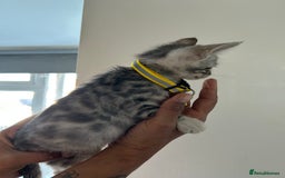 Bengal cats for sale: Bengal x Maine coon  - Image 2