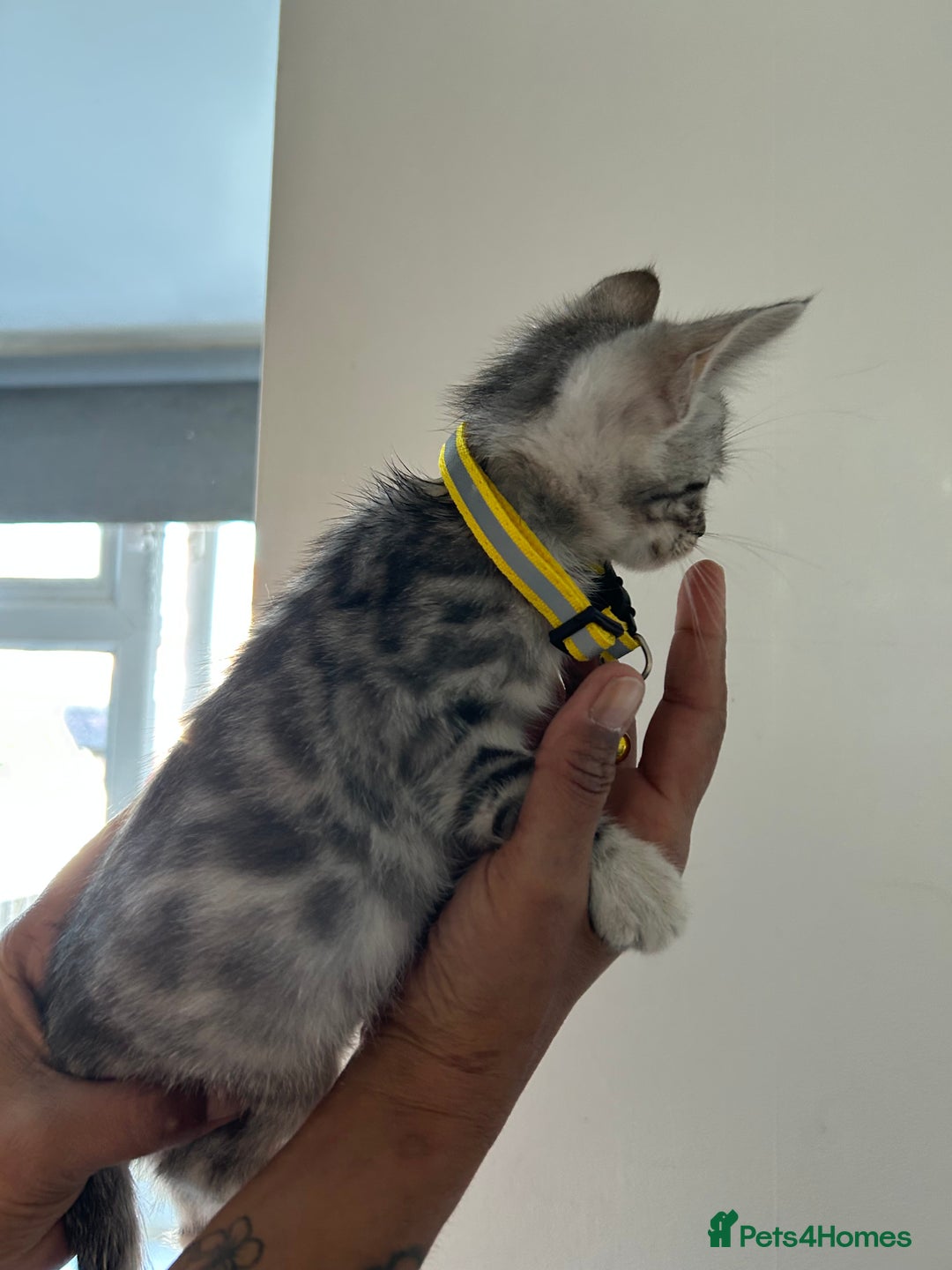 Bengal cats for sale: Bengal x Maine coon  - Image 2