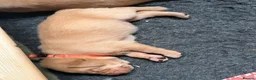 Labrador Retriever dogs for sale: KC Fox Red & Yellow Labrador Puppies - Advert 5
