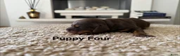 Cocker Spaniel dogs for sale: *SHOW TYPE COCKER SPANIEL PUPPIES* in Walsall - Advert 10