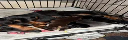 Chiweenie dogs for sale: 5 Chiweenies for Sale  - Advert 1