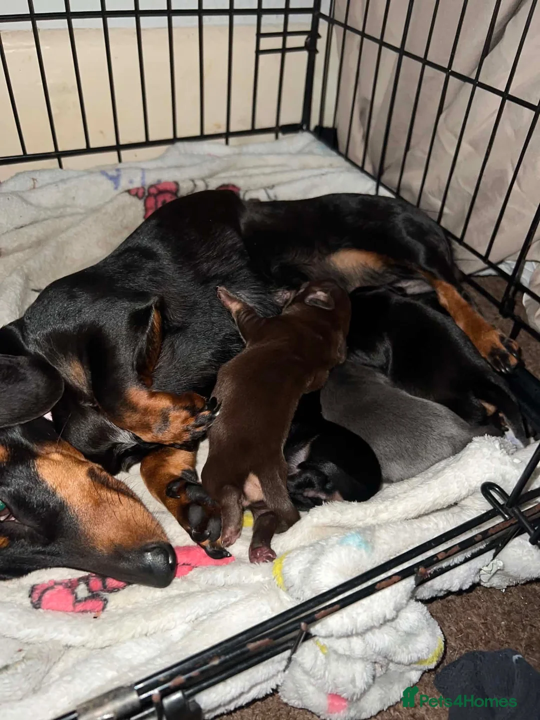 Chiweenie dogs for sale: 5 Chiweenies for Sale  - Advert 1