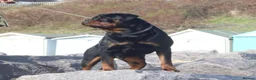 Rottweiler dogs for stud: HEALTH TESTED KC ROTTWEILER STUD 0/0 HIPS & ELBOWS - Advert 4