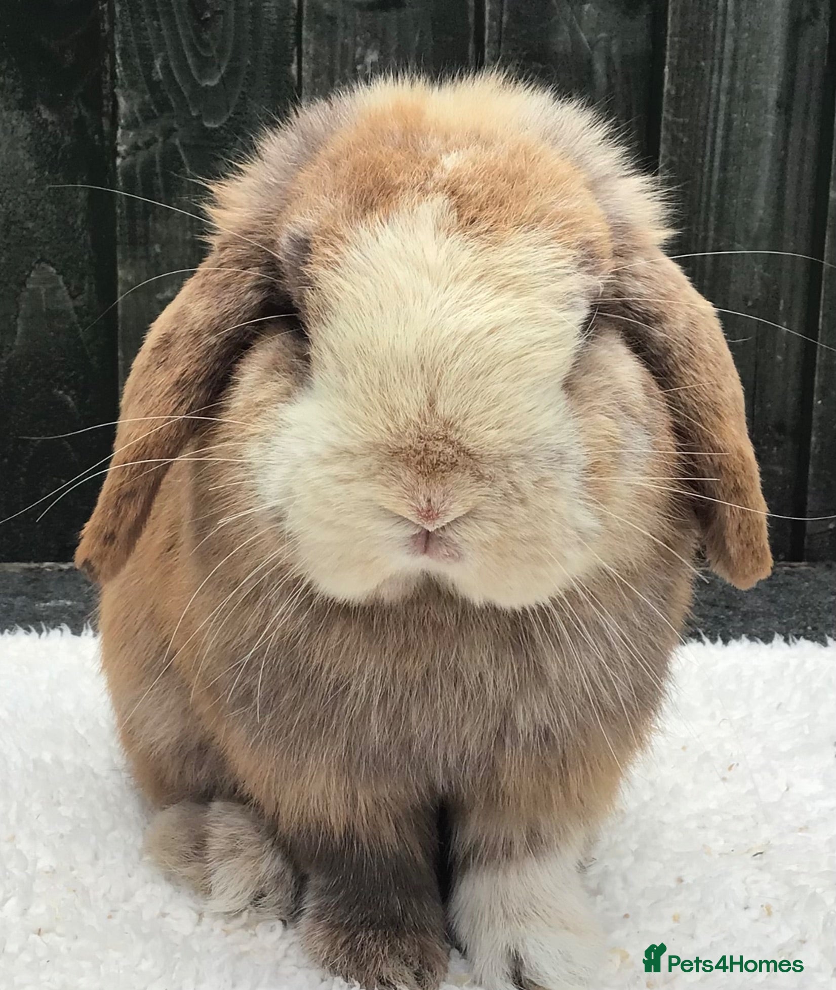 Mini Lop rabbits Mini lop buck - Advert 2