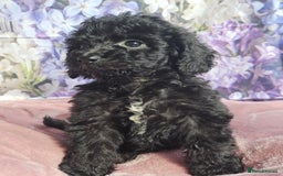 Cockapoo dogs for sale: sable & phantom & tri colour cockapoo puppies  - Image 35