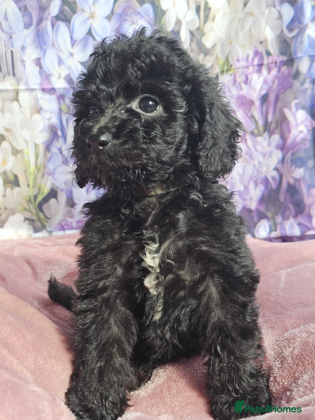 Cockapoo dogs for sale: sable & phantom & tri colour cockapoo puppies  - Image 35