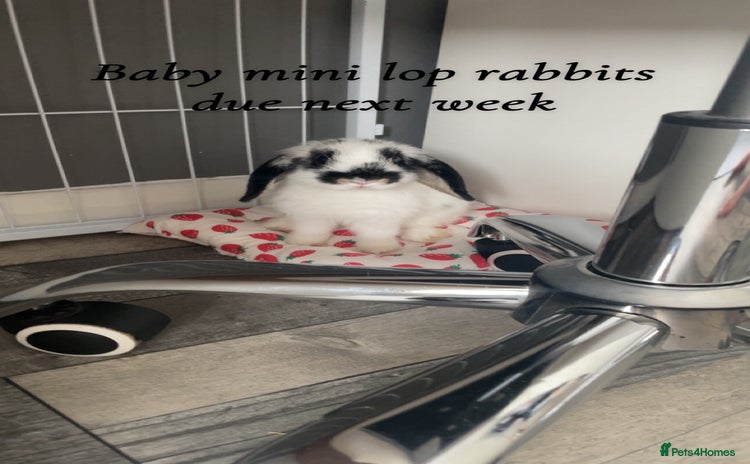 Mini Lop rabbits - Advert 1