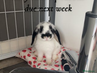 Mini Lop rabbits - Advert 11