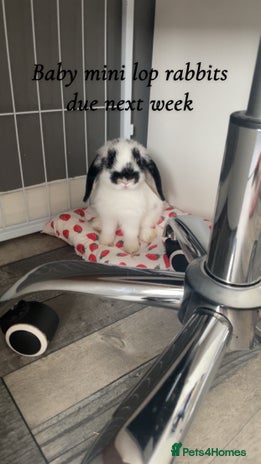 Mini Lop rabbits - Advert 16