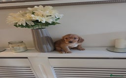 Cocker Spaniel dogs for sale: Stunning gold working cocker spaniel puppies!! - Image 5