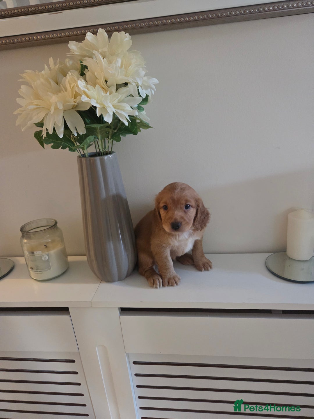 Cocker Spaniel dogs for sale: Stunning gold working cocker spaniel puppies!! - Image 5