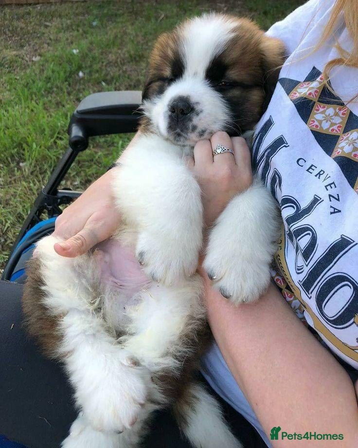 Saint Bernard dogs for sale: Classic healthy saint Bernard puppies ready now.. - Advert 1