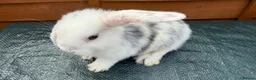 Mini Lop rabbits for sale: Mini lops  - Advert 7