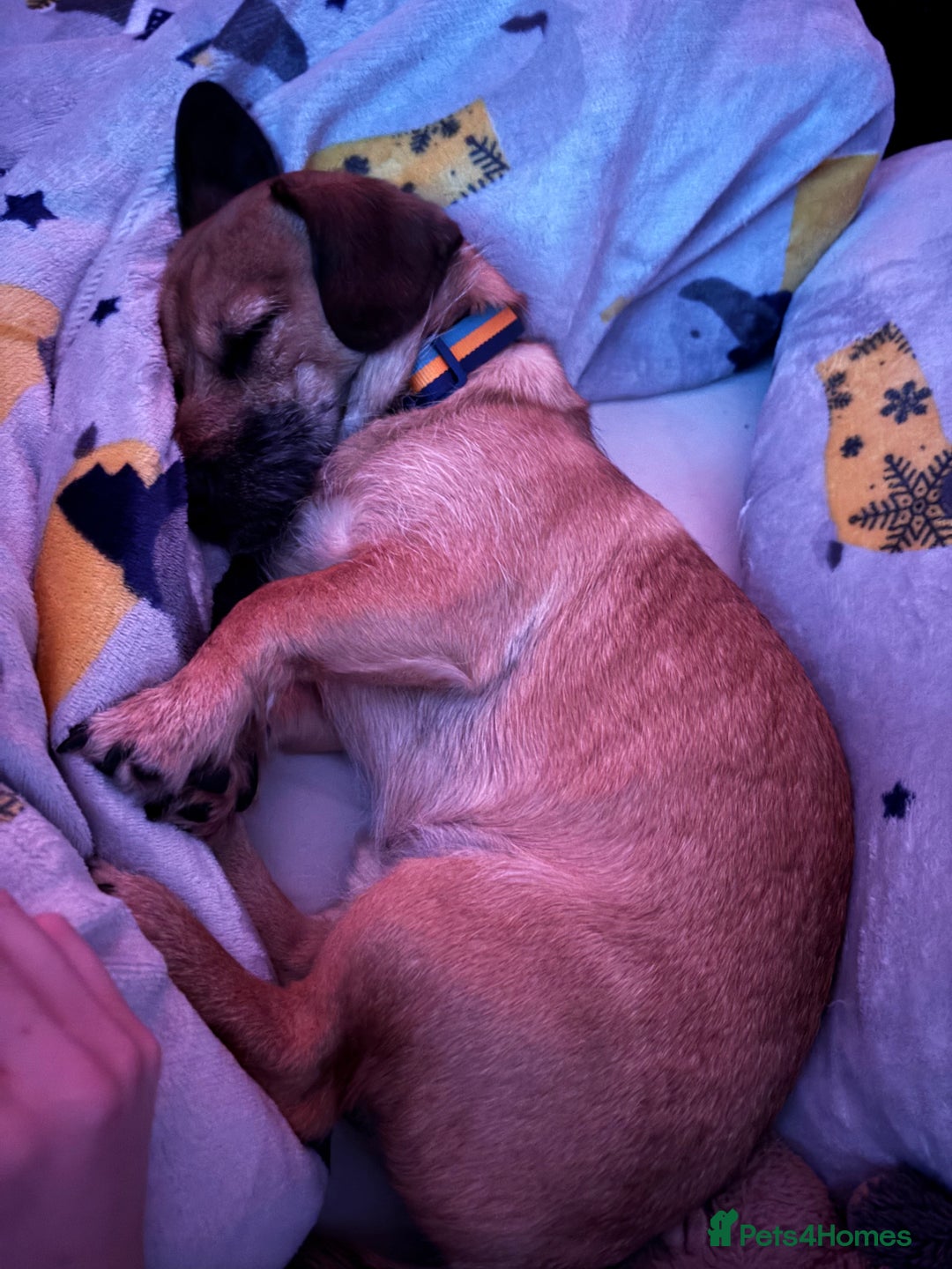 Mixed Breed dogs for sale: Dachshund X Shih Tzu male - Advert 4