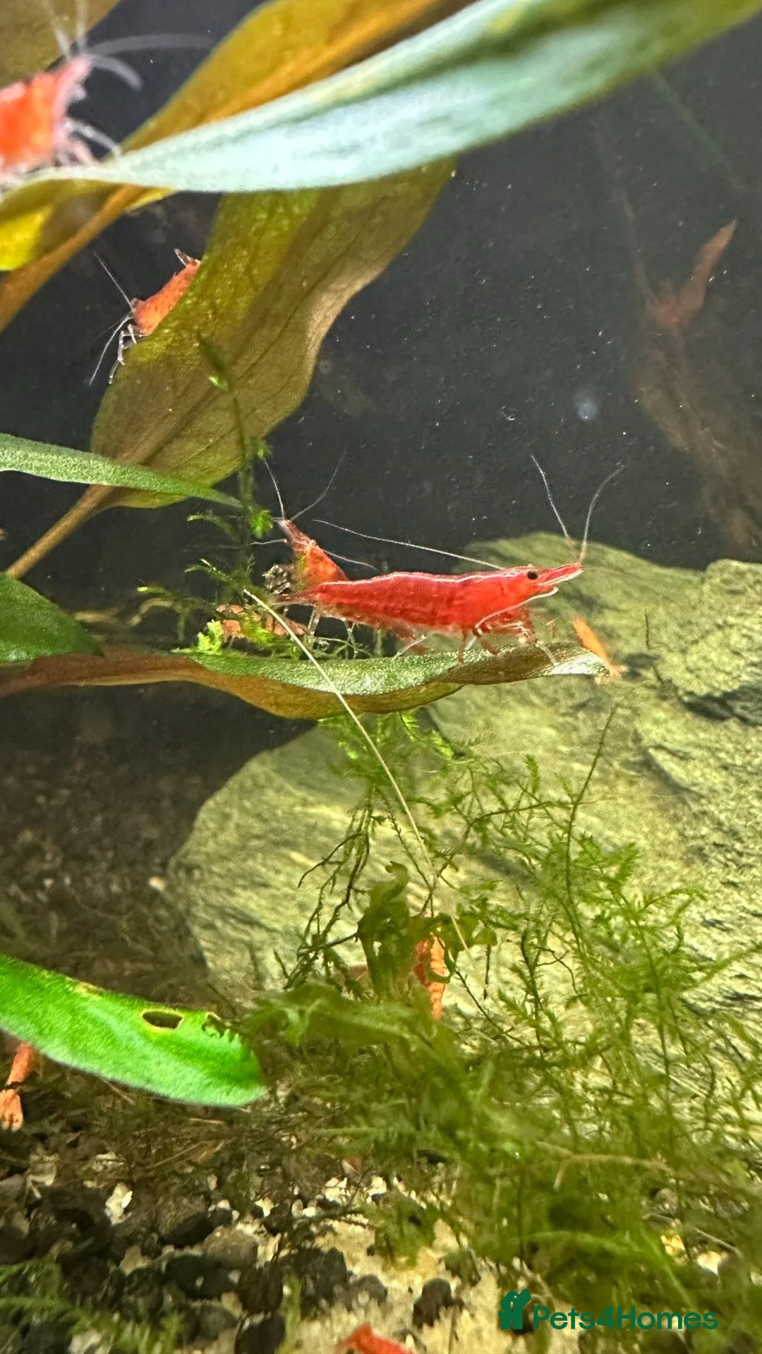 Shrimps fish for sale: Red cherry shrimp in Ryton - Advert 2