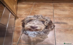 Miniature Poodle dogs for stud: Gorgeous Chocolate Merle Miniature Poodle Stud - Image 9