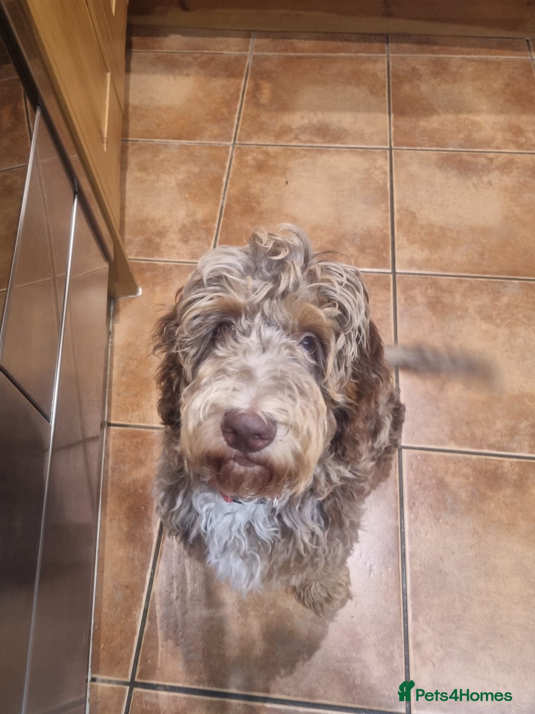 Miniature Poodle dogs for stud: Gorgeous Chocolate Merle Miniature Poodle Stud - Image 9