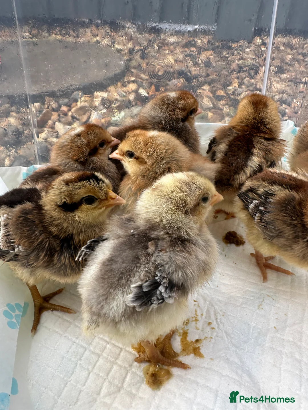 Chickens poultry for sale: Cream Legbar Chicks for Sale – Auto Sexed - Advert 1