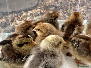 Chickens poultry Cream Legbar Chicks for Sale – Auto Sexed - Advert 1